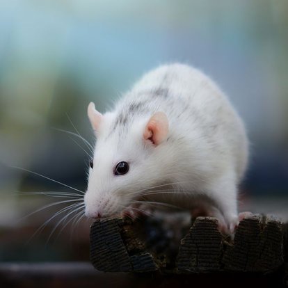 ruyada fare gormek ne anlama gelir ruyada fare gormenin anlami nedir