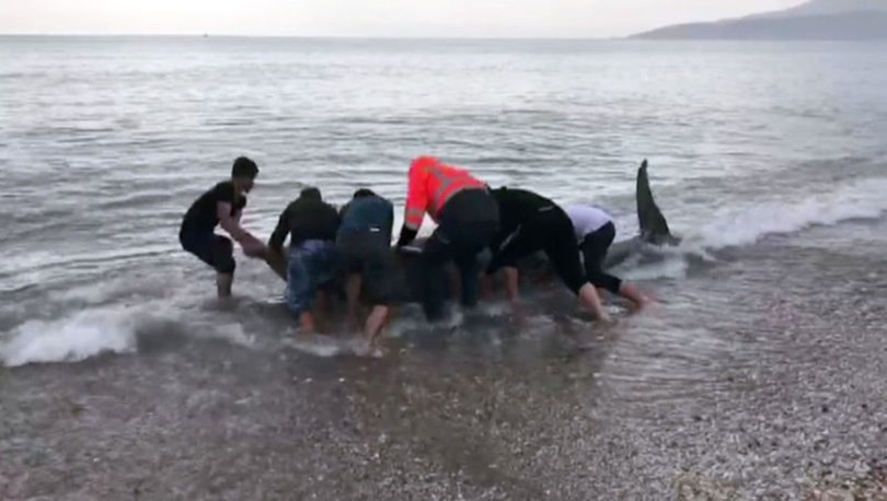 Son dakika... Kıyıya vuran yavru balina kurtarıldı! - Haberler