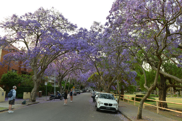 Sydney’i süsleyen mor güzellik: Jakaranda ağaçları