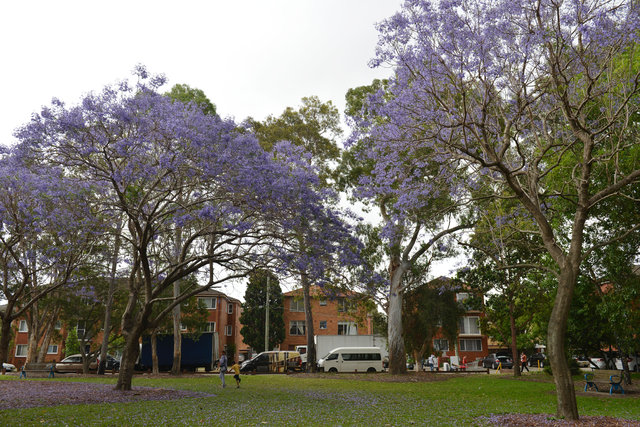 Sydney’i süsleyen mor güzellik: Jakaranda ağaçları
