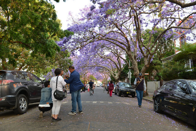 Sydney’i süsleyen mor güzellik: Jakaranda ağaçları
