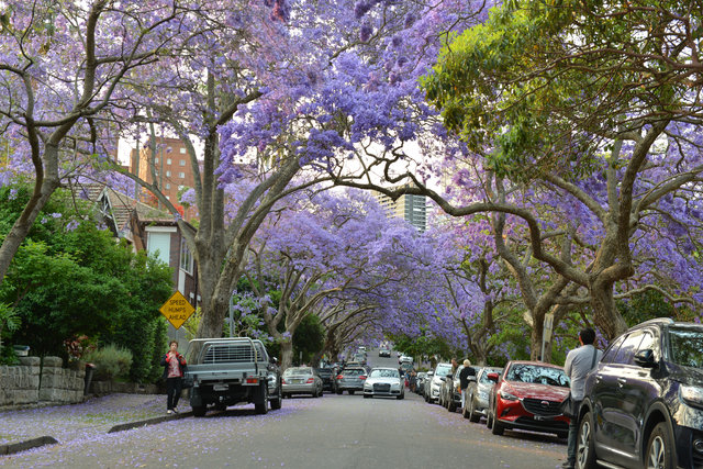 Sydney’i süsleyen mor güzellik: Jakaranda ağaçları