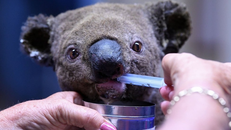 Kurtarılma videosunu milyonların izlediği koala öldü