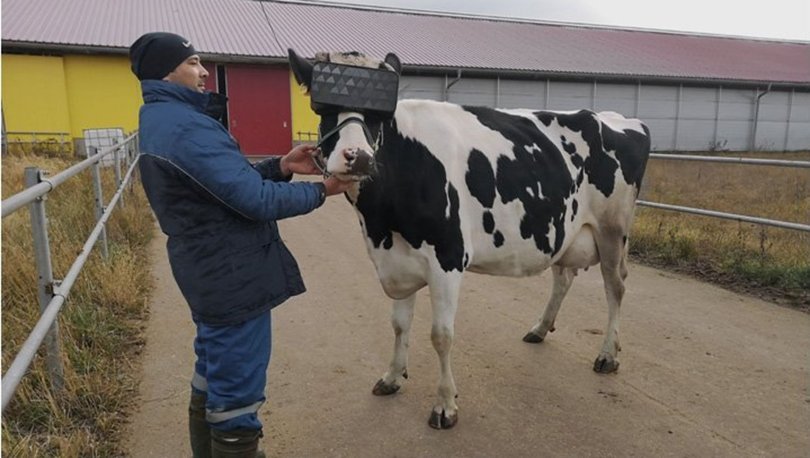 Rusya'da ineklere VR gözlüğü taktılar, süt üretimi arttı