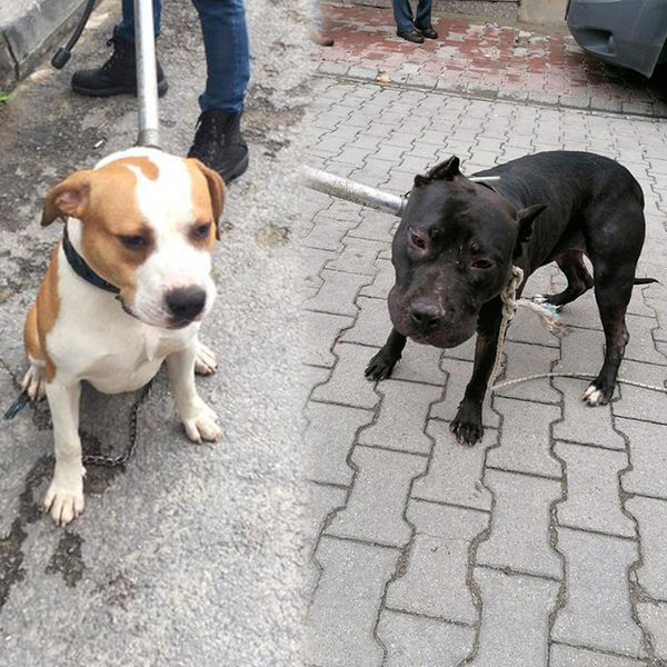 Korkunç olayın ardından köpekler hayvan barınağına teslim edilmişti.