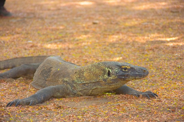 Doğanın Yedi Harikası'ndan biri: Komodo Ulusal Parkı