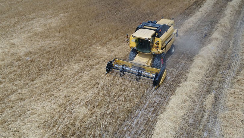 Buğday üretimi 2019'da yüzde 5 düştü