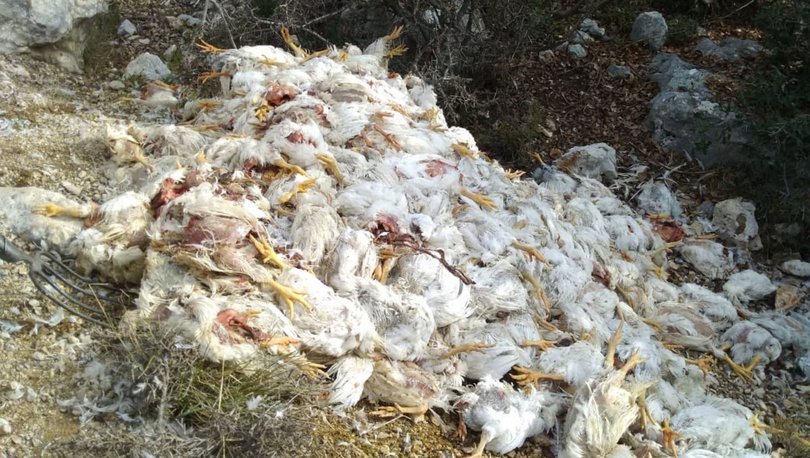 Tarsus'ta boş araziye yüzlerce tavuk ölüsü bırakıldı!