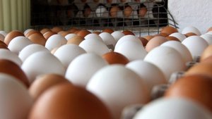 Yumurta üretimi azaldı