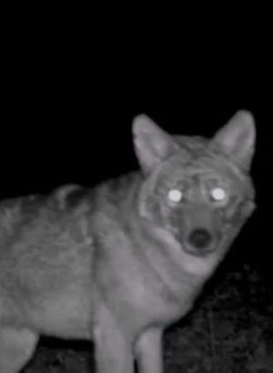 Çocukluğundan beri merak ediyordu... Sonunda görüntüledi - Haberler