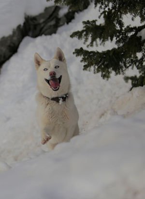 Sibirya kurdu 'Fıstık'ın ilk kar sevinci