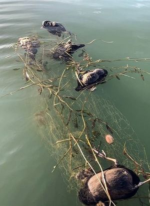 Son dakika! Sapanca Gölü'ndeki "hayalet ağ" katliamına inceleme!