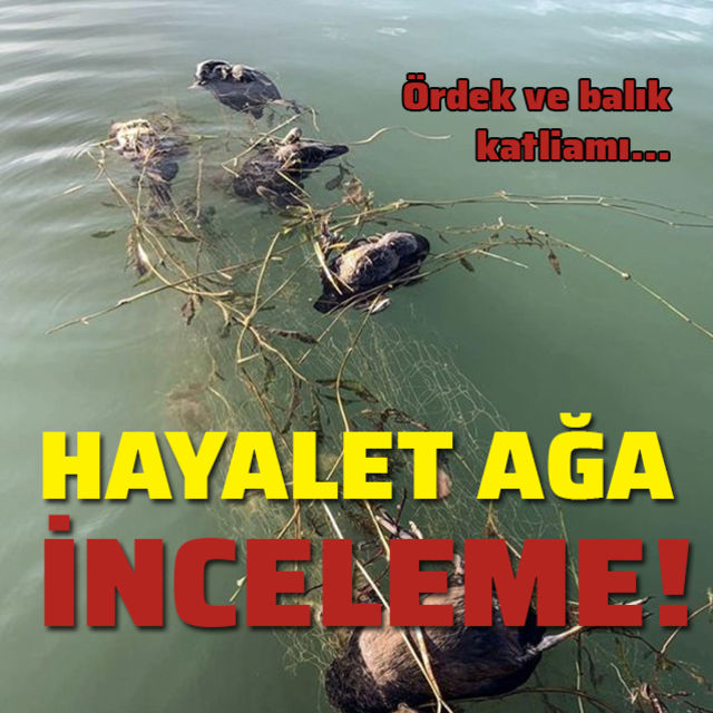 Sapancadaki hayalet ağa inceleme!