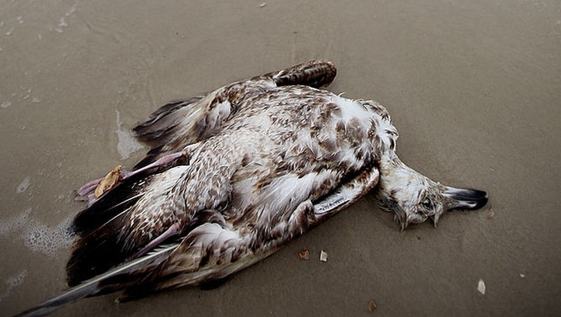 'Okyanustaki dev sıcak kütlesi bir milyon kuşun ölümüne neden oldu'