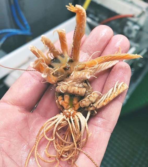 İşte Rus balıkçının ağına takılan ilginç canlılar