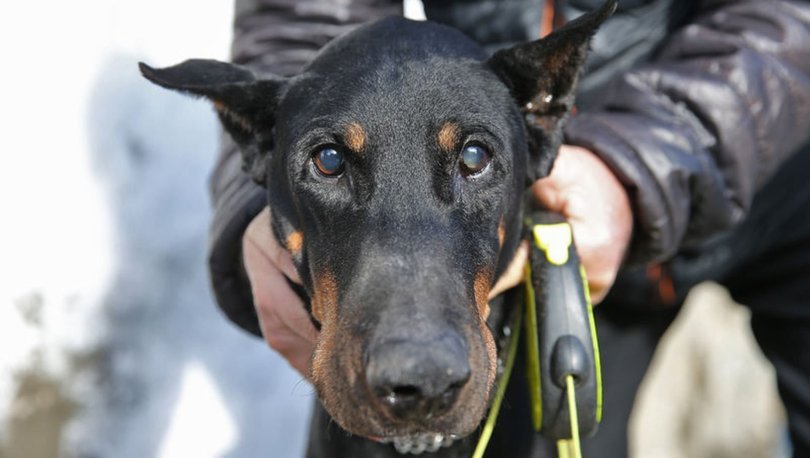Bakan Pakdemirli'nin sahip çıktığı köpek Bobo katarakt ameliyatı oldu