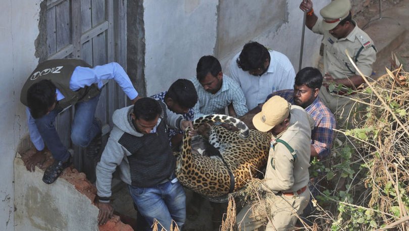 Hindistan’da bir evin çatısında uyuyan leopar yakalandı