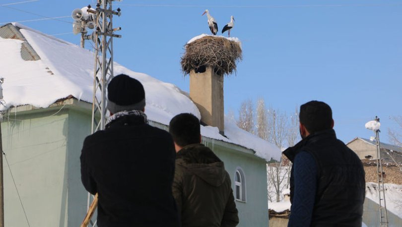 Yüksekova'da göç edemeyen leylekler için köylüler seferber oldu