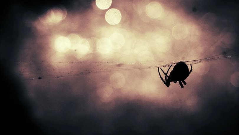 Yangın, toz fırtınası, dolu, selin vurduğu Avustralya'da 'zehirli örümcek' uyarısı