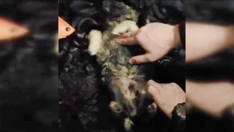 Erzurum'da soğuktan donan köpeği kalp masajı ile hayata döndürdü