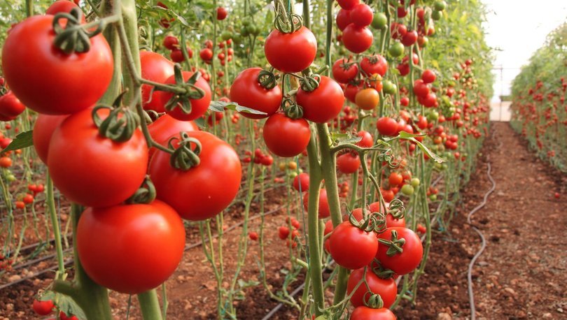 Rusya'ya domates ihracatı yüzde 186 arttı