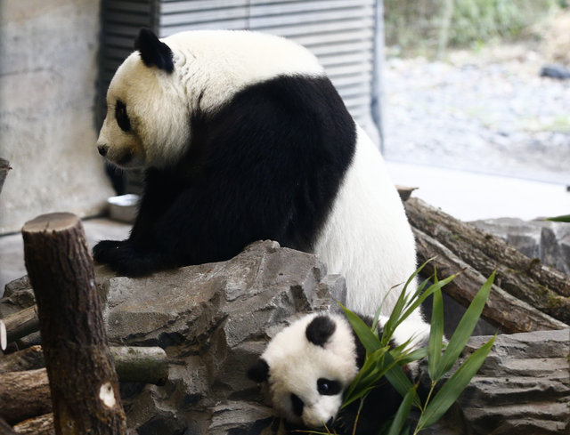 İkiz pandalar basın mensuplarının karşısına çıktı