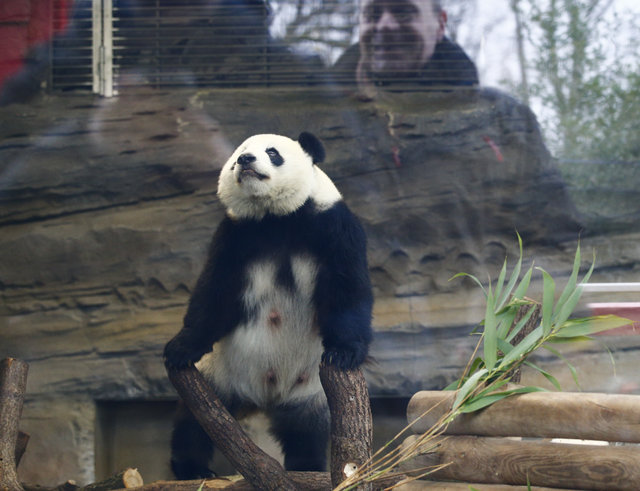 İkiz pandalar basın mensuplarının karşısına çıktı