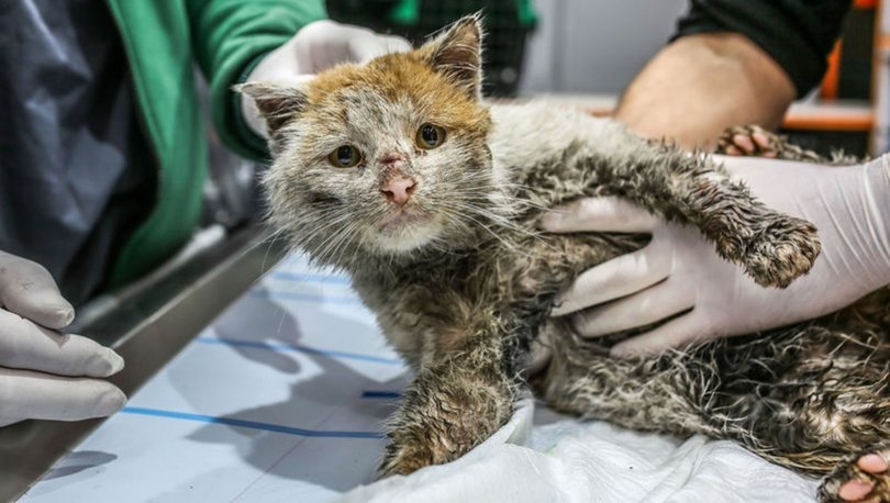 Elazığ depreminde yaralanan kedi artık Antalyalı
