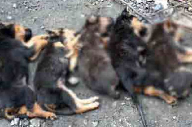 Yavru köpekler zehirlenerek öldürüldü