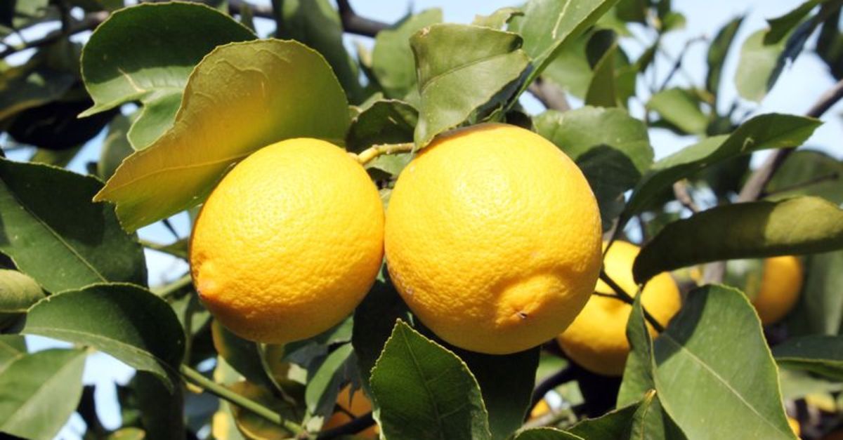 Limonun Faydalari Nelerdir Saglik Haberleri