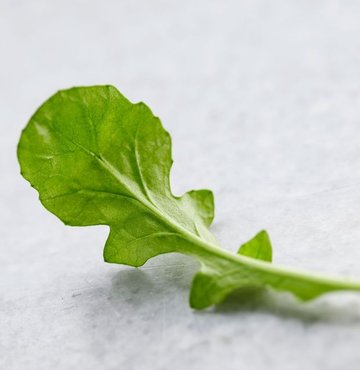 A ve C vitaminleri bakımından oldukça zengin olan Roka, sarı nokta gibi hastalıkları yok etmeye yardımcı oluyor. Faydası bununla sınırlı değil, işte Rokanın faydaları... 