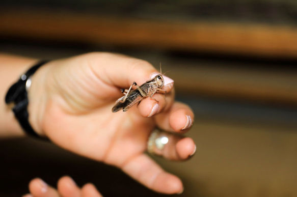 �ekirge istilas� nerede? K�yamet alametleri mi? �ekirge istilas� T�rkiye'ye mi geliyor? Uyar� geldi