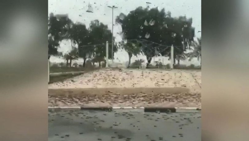 �ekirge istilas� nerede? K�yamet alametleri mi? �ekirge istilas� T�rkiye'ye mi geliyor? Uyar� geldi