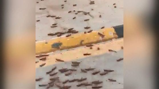 �ekirge istilas� nerede? K�yamet alametleri mi? �ekirge istilas� T�rkiye'ye mi geliyor? Uyar� geldi