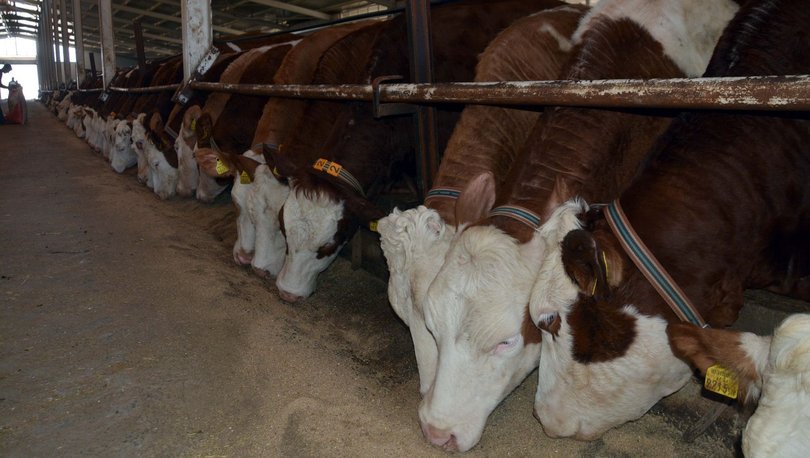 �ad, Angola’ya borcunu b�y�kba� hayvanla �deyecek