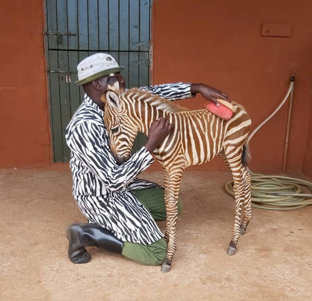 Zebra bakıcısını annesi zannediyor