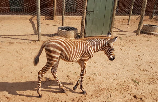 Zebra bakıcısını annesi zannediyor