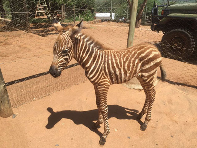 Zebra bakıcısını annesi zannediyor