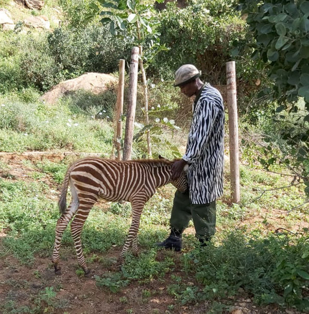 Zebra bakıcısını annesi zannediyor