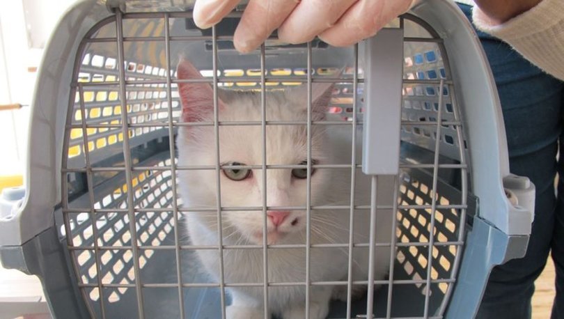 Kedi Hastaliklari Nelerdir Kedi Hangi Hastaliklara Yakalanir Saglik Haberleri
