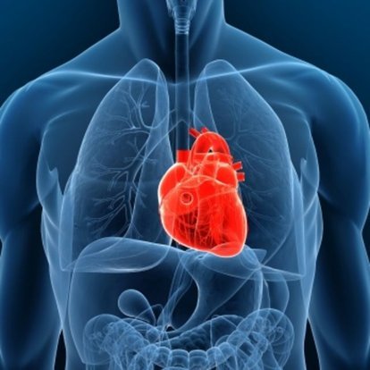 Kalbin Görevi Nedir? Vücutta Kalp Nerede Bulunur Ve Özellikleri Nelerdir? - Sağlık Haberleri
