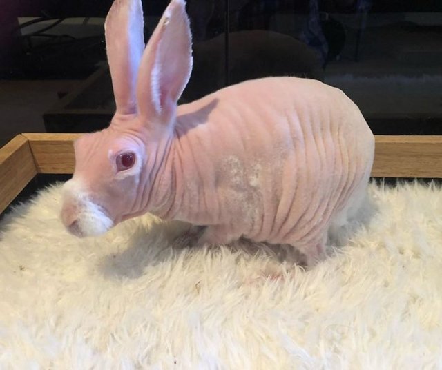 Tüysüz tavşan Mr. Bigglesworth Instagram'da fenomen oldu