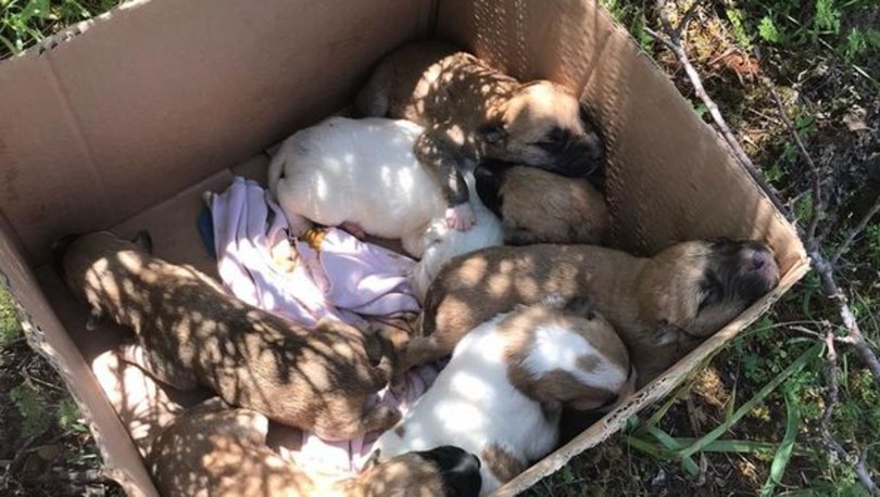 Antalya’da 7 yavrusu bulunan dişi köpek tüfekle vurularak öldürüldü