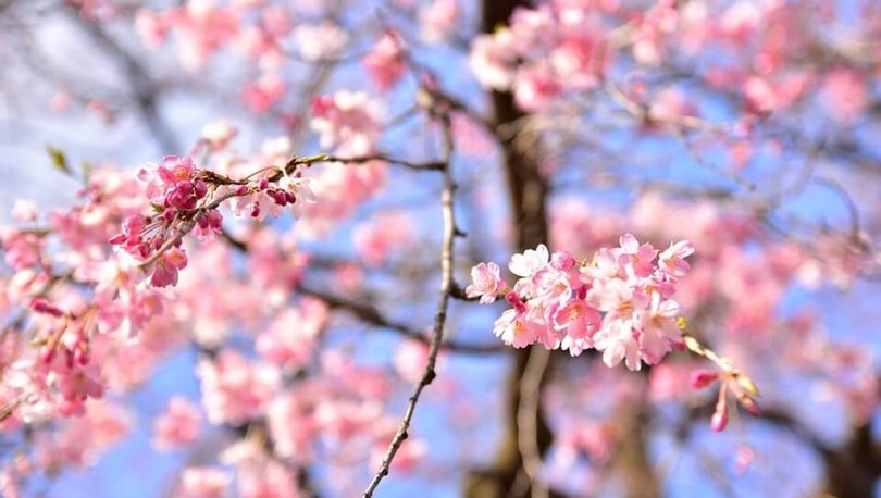Sakura nedir? Sakura ne anlama geliyor? İşte Sakura'nın Japoncadaki anlamı
