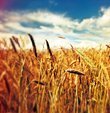 Buğday üreticisi tatminkar fiyat bekliyor