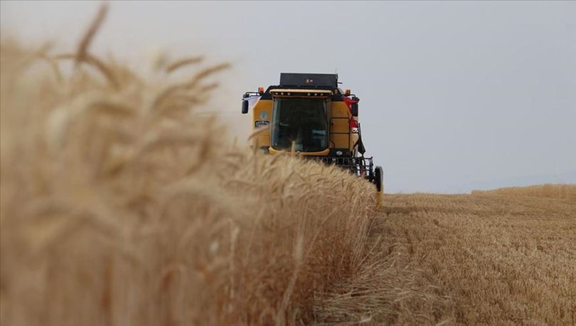 Türkiye'nin ilk buğday hasadı Dalaman TİGEM'de başladı