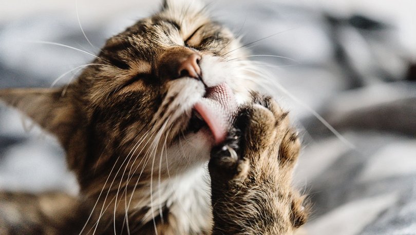 Rusya'da 5 yaşındaki bir kedide koronavirüs çıktı - Haberler