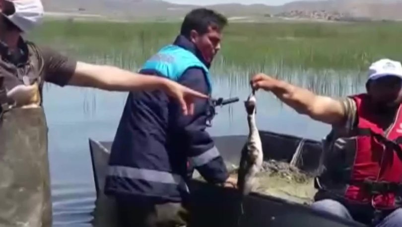 Son dakika haberler! Kaçak avlanmak için göle serilen balıkçı ağları kuşları da öldürüyor