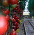 Ocak-mayıs döneminde yapılan 915,4 milyon dolarlık yaş meyve ve sebze ihracatının yüzde 68