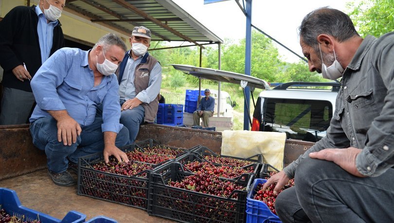 Basyayla Da Kiraz Sezonu Basladi